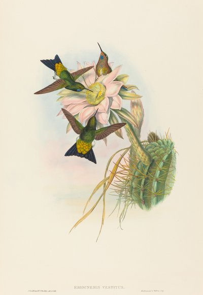 متوهجة الساق المنتفخة (متوهجة الساق النفخة) بواسطة John Gould and H.C. Richter