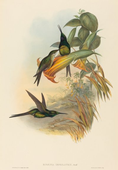 الإمبراطورة الطائر الطنان بواسطة John Gould and H.C. Richter