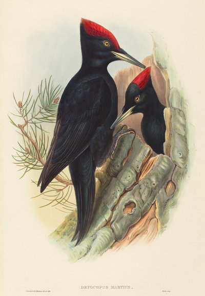 نقار الخشب الأسود العظيم (دريوكوبوس مارتيوس) بواسطة John Gould and H.C. Richter