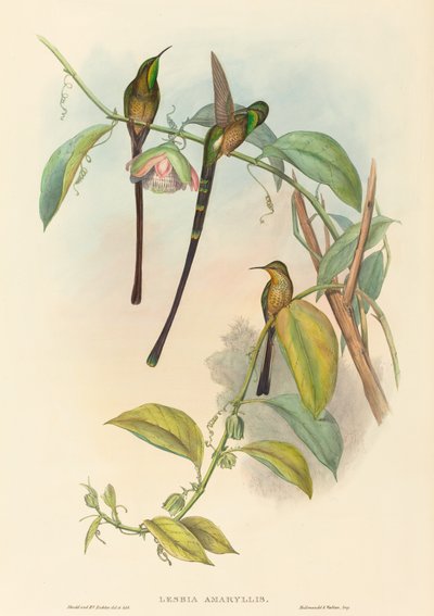 أمارلس ليزبيا بواسطة John Gould and H.C. Richter