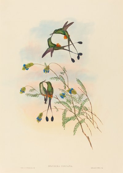 سباثورا بيرو (ذيل المضرب البيروفي) بواسطة John Gould and H.C. Richter