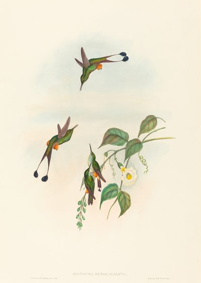 Spathura rufocaligata (ذيل مضرب أحمر التمهيد) بواسطة John Gould and H.C. Richter