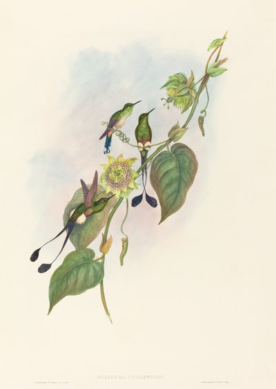 Spathura underwoodi (ذيل مضرب أبيض القدمين) بواسطة John Gould and H.C. Richter