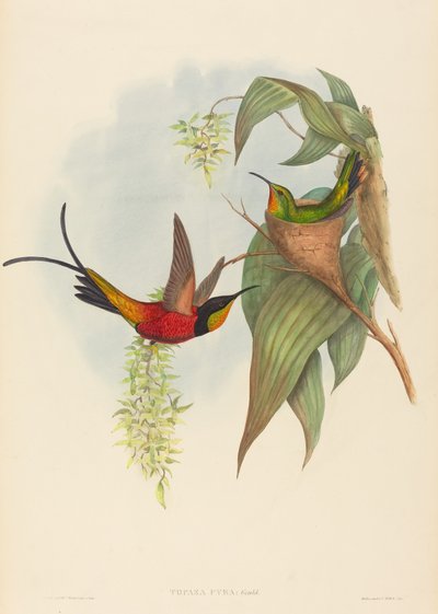 توباز بيرا (فيري توباز) بواسطة John Gould and H.C. Richter