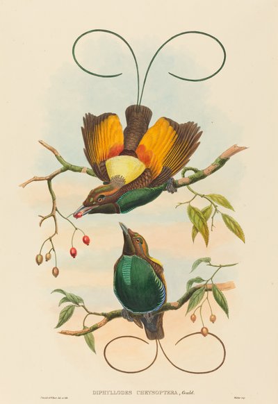 Diphyllodes chrysoptera (طائر الجنة الرائع) بواسطة جون جولد و دبليو هارت