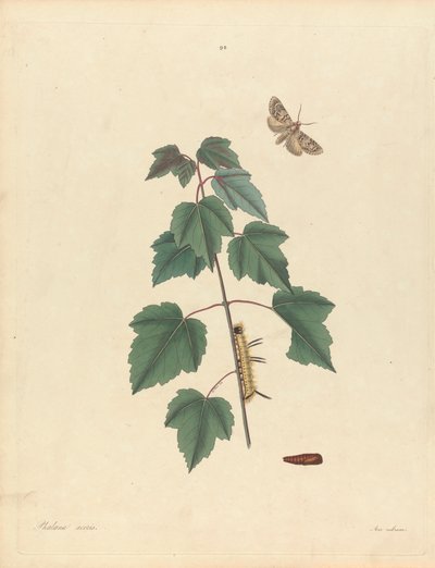 فالينا Aceris. Acer Rubrum (Gray Maple Moth ، Red Maple) ، لوحة 93 من جيمس إدوارد سميث ، "التاريخ الطبيعي للحشرات النادرة Lepidopterous من جورجيا" ، لندن ، 1797 بواسطة جون هاريس الأكبر