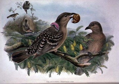 Chlamydera Orientalis (لون ليثو) بواسطة جون وهارت وليام جولد