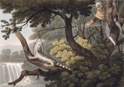 المكسيكي السحلية الماسك ، منقوش من قبل ماثيو دوبورج (fl.1785-1820) ، نشره إدوارد أورم ، 1813 بواسطة جون هيفيسايد كلارك