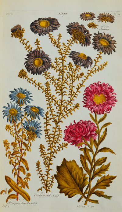 أستر ، 1759-73 بواسطة جون هيل