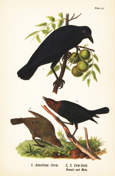 الغراب الأمريكي ، Corvus brachyrhynchos 1 ، وطيور البقر بنية الرأس ، Molothrus ater ، أنثى 2 ، ذكر 3 بواسطة جون جيمس (بعد) أودوبون