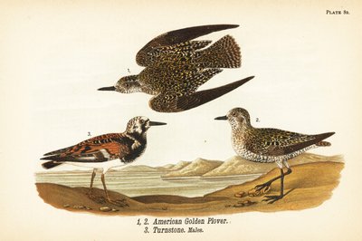 الزقزاق الذهبي الأمريكي ، Pluvialis Dominica 1،2 ، و ruddy Turnstone ، Arenaria يفسر Turnstone 3 بواسطة جون جيمس (بعد) أودوبون