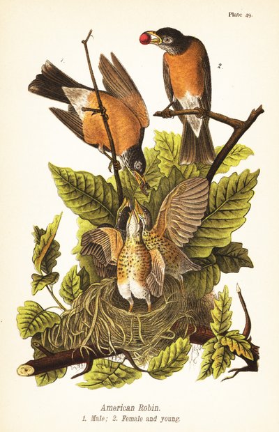 روبن أمريكي ، Turdus migratorius ، ذكر 1 ، أنثى 2 وصغار في العش بواسطة جون جيمس (بعد) أودوبون