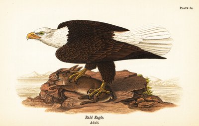 Bald eagle, Haliaeetus leucocephalus, adult with rabbit prey بواسطة جون جيمس (بعد) أودوبون