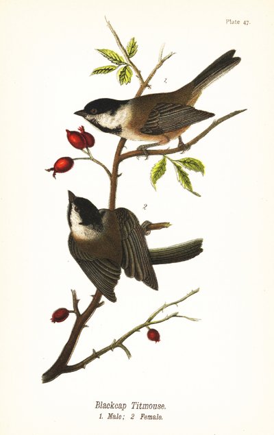 قرقف أسود الرأس ، Poecile atricapillus بواسطة جون جيمس (بعد) أودوبون