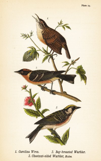 Carolina wren ، Thryothorus ludovicianus 1 ، الدخلة ذات الصدر الكبير ، Setophaga castanea 2 ، الدخلة على جانب الكستناء ، Setophaga pensylvanica 3 بواسطة جون جيمس (بعد) أودوبون