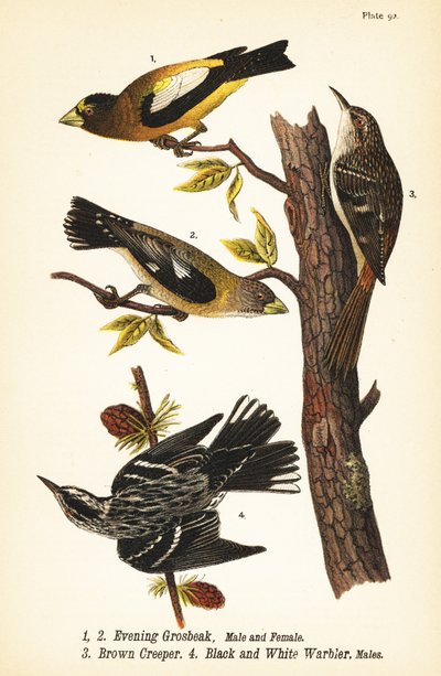 grosbeak المسائي ، Coccothraustes vespertinus 1،2 ، الزاحف البني ، Certhia americana 3 ، والنخل الأسود والأبيض ، Mniotilta varia 4 بواسطة جون جيمس (بعد) أودوبون