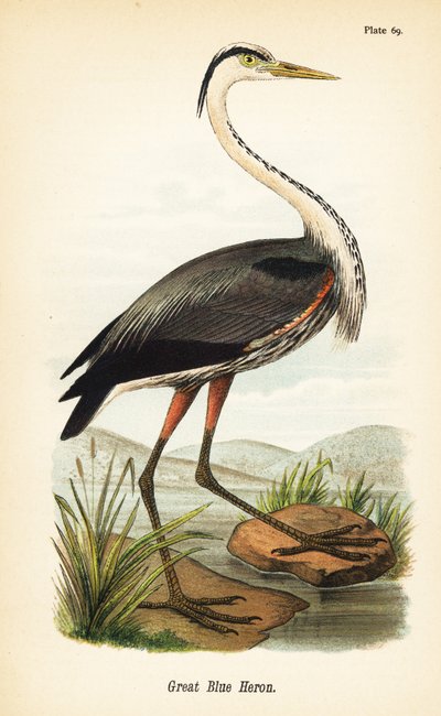 مالك الحزين الأزرق العظيم ، Ardea herodias بواسطة جون جيمس (بعد) أودوبون