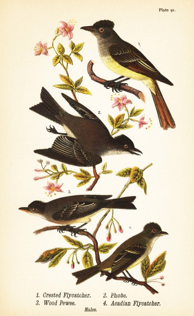 صائد الذباب العظيم ، Myiarchus crinitus 1 ، Eastern Phoebe ، Sayornis Phoebe 2 ، Eastern Wood-Pewee ، Contopus virens 3 ، و acadian flycatcher ، Empidonax virescens 4 بواسطة جون جيمس (بعد) أودوبون