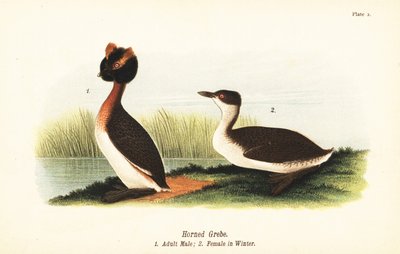 grebe ذو القرون ، Podiceps auritus ، ذكر بالغ 1 ، وأنثى في ريش الشتاء بواسطة جون جيمس (بعد) أودوبون
