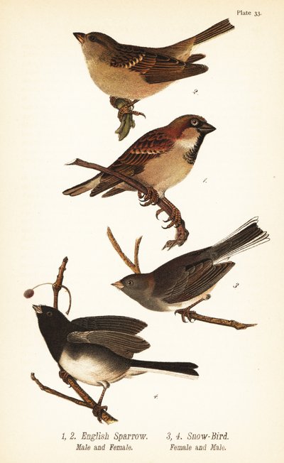 عصفور البيت ، Passer localus ، و junco ذو العيون الداكنة ، Junco hyemalis بواسطة جون جيمس (بعد) أودوبون