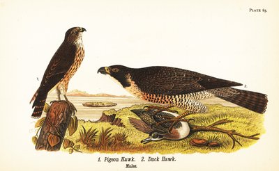 ميرلين ، Falco columbarius 1 ، وصقر الشاهين مع البط ، Falco peregrinus 2 بواسطة جون جيمس (بعد) أودوبون