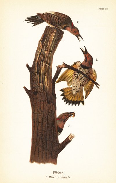 وميض شمالي ، Colaptes auratus بواسطة جون جيمس (بعد) أودوبون
