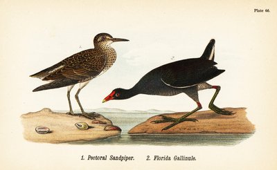 عصبي الرمل الصدري ، Calidris melanotos 1 ، و gallinule المشترك ، Gallinula galeata 2 بواسطة جون جيمس (بعد) أودوبون