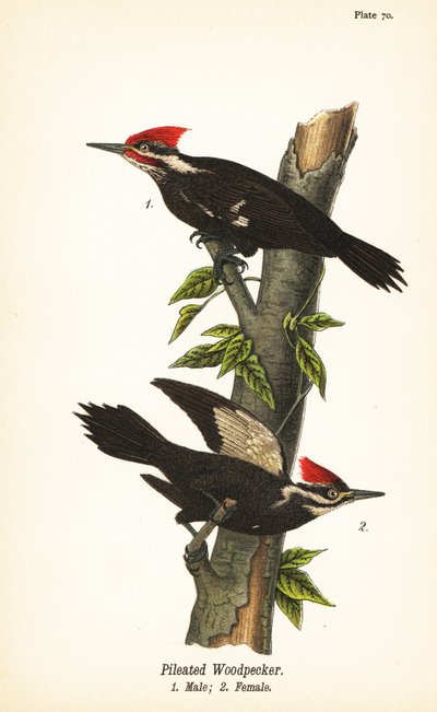 نقار الخشب المطبوخ ، Dryocopus Pileatus ، ذكر 1 ، أنثى 2 بواسطة جون جيمس (بعد) أودوبون