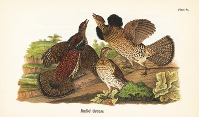 طيهوج منزعج ، Bonasa umbellus بواسطة جون جيمس (بعد) أودوبون