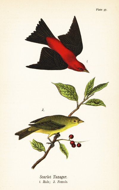 دب القرمزي ، Piranga olivacea ، ذكر 1 ، أنثى 2 بواسطة جون جيمس (بعد) أودوبون