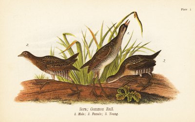 Sora or common rail, Porzana carolina, male 1, female 2, young 3 بواسطة جون جيمس (بعد) أودوبون