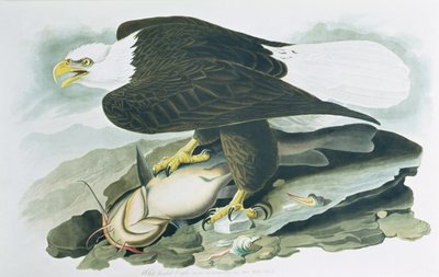 النسر أصلع الرأس من "طيور أمريكا" ، نقش ر. هافيل ، 1829 (نقش ملون) بواسطة جون جيمس (بعد) أودوبون