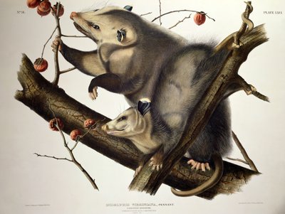 أبوسوم فيرجين ، من "Quadrupeds of America" ، نقش بواسطة John T. Bowen (1801-c.56) 1845 (نقش ملون) بواسطة جون جيمس (بعد) أودوبون