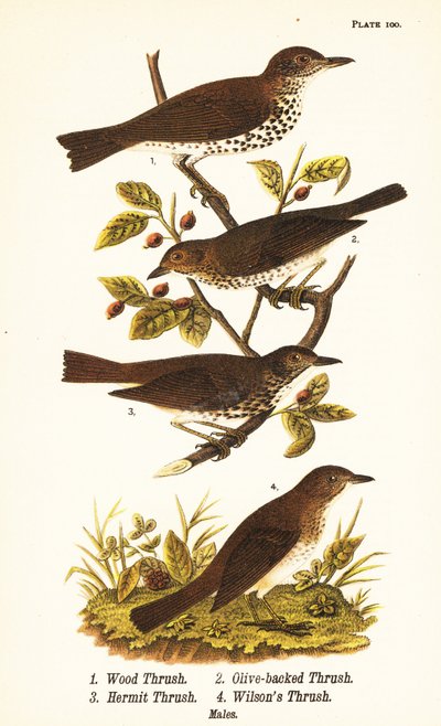 سلاق الخشب ، Hylocichia mustelina 1 ، مرض سواينسون ، Catharus ustulatus 2 ، القلاع المدعوم بالزيتون أو القلاع الناسك ، Catharus guttatus 3 ، القلاع الأسمر أو مرض ويلسون ، Catharus fuscescens 4 بواسطة جون جيمس (بعد) أودوبون