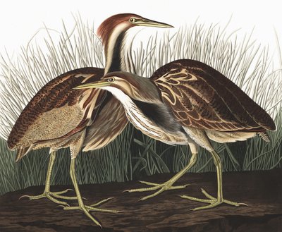 American Bittern ، Botaurus Lentiginosus ، من "طيور أمريكا" بقلم جون ج. أودوبون ، حانة. 1827-38 بواسطة جون جيمس أودوبون