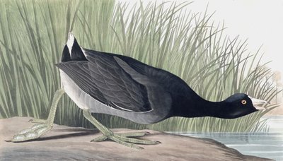 American Coot ، فوليكا أمريكانا ، من "طيور أمريكا" بقلم جون ج. أودوبون ، حانة. 1827-38 بواسطة جون جيمس أودوبون