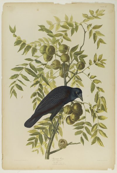 American Crow ، طبعها Julien Bien ونشرتها Roe Lockwood & Son ، 1861 (chromolithograph) بواسطة جون جيمس أودوبون