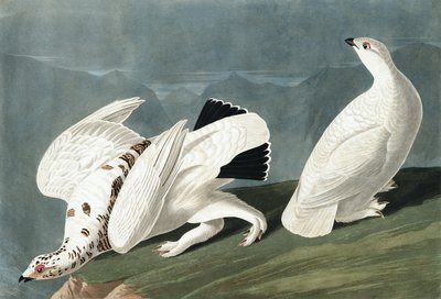 American Ptarmigan ، Tetrao Mutus: White Tailed Grous ، Tetrao Leucurus ، من "The Birds of America" بقلم John J. Audubon ، حانة. 1827-38 بواسطة جون جيمس أودوبون