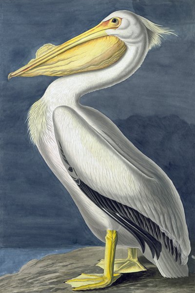 البجع الأمريكي الأبيض ، Pelecanus Erythrorhynchos ، من "طيور أمريكا" بقلم جون ج. أودوبون ، حانة. 1827-38 بواسطة جون جيمس أودوبون