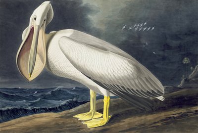 البجع الأمريكي الأبيض ، Pelecanus Erythrorhynchos ، من "طيور أمريكا" بقلم جون ج. أودوبون ، حانة. 1827-38 بواسطة جون جيمس أودوبون
