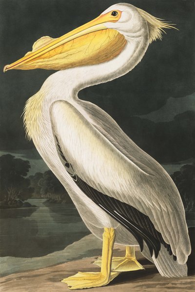 البجع الأمريكي الأبيض ، Pelecanus Erythrorhynchos ، من "طيور أمريكا" بقلم جون ج. أودوبون ، حانة. 1827-38 بواسطة جون جيمس أودوبون
