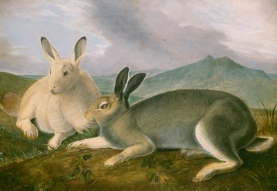 Arctic Hare ، c.1841 (قلم وحبر أسود مع ألوان مائية وطلاء زيت على ورق) بواسطة جون جيمس أودوبون