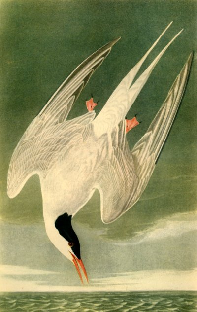 "Arctic Tern" ، ١٨٣٥ ، ١٩٤٢. بواسطة جون جيمس أودوبون
