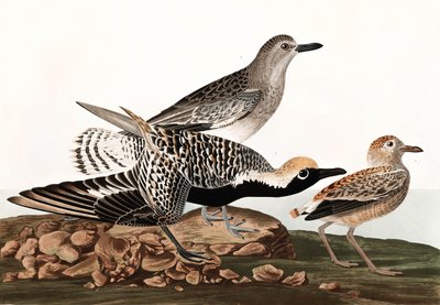 بلاك بيلد بلوفر ، Charadrius Helveticus ، من "طيور أمريكا" بقلم جون ج. أودوبون ، حانة. 1827-38 بواسطة جون جيمس أودوبون