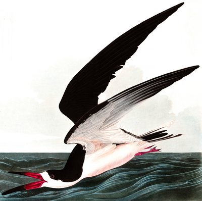 Black Skimmer أو Shearwater ، Rhincops Nigra ، من "The Birds of America" بقلم John J. Audubon ، حانة. 1827-38 بواسطة جون جيمس أودوبون