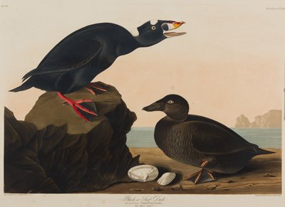 بلاك أو سيرف داك ، 1836 (مرحاض على ورق) بواسطة جون جيمس أودوبون