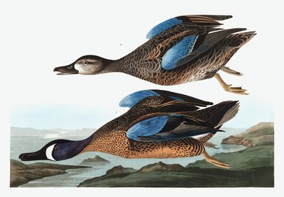 بلو وينجيد تيل ، أنس ديسورس ، من "طيور أمريكا" بقلم جون ج. أودوبون ، حانة. 1827-38 بواسطة جون جيمس أودوبون