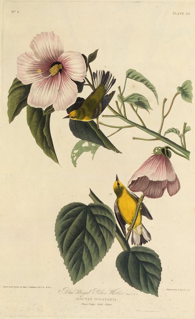 هازجة صفراء مجنحة. من طيور أمريكا ، 1827-1838. بواسطة جون جيمس أودوبون