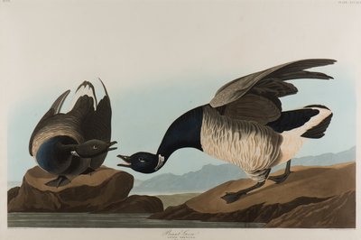 برانت جوس ، 1837 (مرحاض على ورق) بواسطة جون جيمس أودوبون