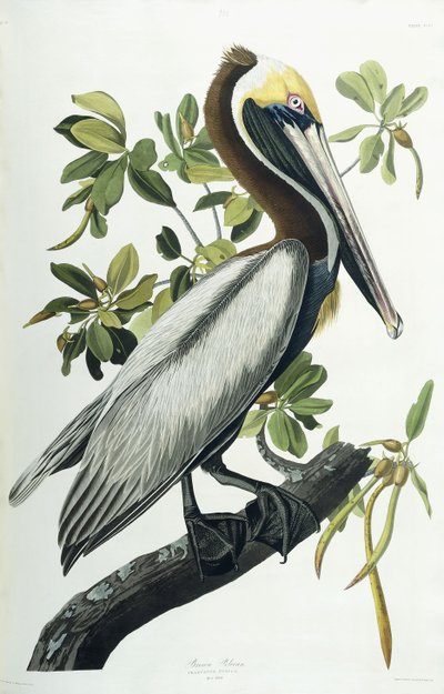 البجع البني ، 1835 بواسطة جون جيمس أودوبون